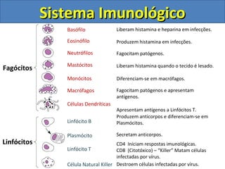 Sistema ImunológicoSistema Imunológico
Fagócitos
Linfócitos
Basófilo
Eosinófilo
Neutrófilos
Mastócitos
Monócitos
Macrófagos
Células Dendríticas
Linfócito B
Plasmócito
Linfócito T
Célula Natural Killer
Liberam histamina e heparina em infecções.
Produzem histamina em infecções.
Fagocitam patógenos.
Liberam histamina quando o tecido é lesado.
Diferenciam-se em macrófagos.
Fagocitam patógenos e apresentam
antígenos.
Apresentam antígenos a Linfócitos T.
Produzem anticorpos e diferenciam-se em
Plasmócitos.
Secretam anticorpos.
CD4 Iniciam respostas imunológicas.
CD8 (Citotóxico) – “Killer” Matam células
infectadas por vírus.
Destroem células infectadas por vírus.
 