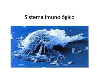 Sistema imunológico 
 