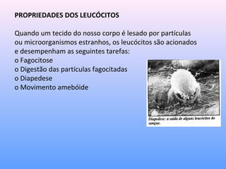 PROPRIEDADES DOS LEUCÓCITOS
Quando um tecido do nosso corpo é lesado por partículas
ou microorganismos estranhos, os leucócitos são acionados
e desempenham as seguintes tarefas:
o Fagocitose
o Digestão das partículas fagocitadas
o Diapedese
o Movimento amebóide
 