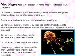 Macrófagos -são as maiores (e daí o nome "macro") de todas as células
sangüíneas.
Os monócitos são liberados pela medula óssea, circulam na corrente sangüínea,
entram no tecido e se transformam em macrófagos.
A maior parte dos tecidos do corpo tem seus próprios macrófagos.
Os macrófagos alveolares vivem nos pulmões e os mantêm limpos (ingerindo
partículas estranhas como fumaça e poeira) e livres de doenças (ingerindo bactérias e
micróbios).
Os macrófagos são chamados de células
de Langerhans quando vivem na pele.
Os macrófagos também circulam livremente.
Uma das suas tarefas é remover neutrófilos
mortos,os macrófagos limpam o pus,
por exemplo, como parte do processo de
regeneração
 