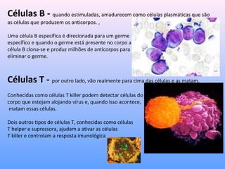 Células B - quando estimuladas, amadurecem como células plasmáticas que são
as células que produzem os anticorpos. ,
Uma célula B específica é direcionada para um germe
específico e quando o germe está presente no corpo a
célula B clona-se e produz milhões de anticorpos para
eliminar o germe.
Células T - por outro lado, vão realmente para cima das células e as matam.
Conhecidas como células T killer podem detectar células do
corpo que estejam alojando vírus e, quando isso acontece,
matam essas células.
Dois outros tipos de células T, conhecidas como células
T helper e supressora, ajudam a ativar as células
T killer e controlam a resposta imunológica
 