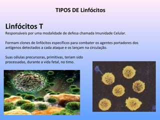 TIPOS DE Linfócitos
Linfócitos T
Responsáveis por uma modalidade de defesa chamada Imunidade Celular.
Formam clones de linfócitos específicos para combater os agentes portadores dos
antígenos detectados a cada ataque e os lançam na circulação.
Suas células precursoras, primitivas, teriam sido
processadas, durante a vida fetal, no timo.
 
