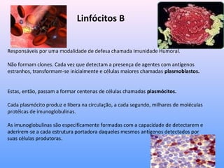 Linfócitos B
Responsáveis por uma modalidade de defesa chamada Imunidade Humoral.
Não formam clones. Cada vez que detectam a presença de agentes com antígenos
estranhos, transformam-se inicialmente e células maiores chamadas plasmoblastos.
Estas, então, passam a formar centenas de células chamadas plasmócitos.
Cada plasmócito produz e libera na circulação, a cada segundo, milhares de moléculas
protéicas de imunoglobulinas.
As imunoglobulinas são especificamente formadas com a capacidade de detectarem e
aderirem-se a cada estrutura portadora daqueles mesmos antígenos detectados por
suas células produtoras.
 