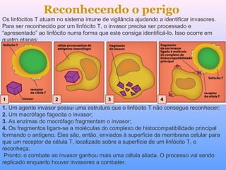 Reconhecendo o perigo
Os linfócitos T atuam no sistema imune de vigilância ajudando a identificar invasores.
Para ser reconhecido por um linfócito T, o invasor precisa ser processado e
“apresentado” ao linfócito numa forma que este consiga identificá-lo. Isso ocorre em
quatro etapas:
1. Um agente invasor possui uma estrutura que o linfócito T não consegue reconhecer;
2. Um macrófago fagocita o invasor;
3. As enzimas do macrófago fragmentam o invasor;
4. Os fragmentos ligam-se a moléculas do complexo de histocompatibilidade principal
formando o antígeno. Eles são, então, enviados à superfície da membrana celular para
que um receptor de célula T, localizado sobre a superfície de um linfócito T, o
reconheça.
Pronto: o combate ao invasor ganhou mais uma célula aliada. O processo vai sendo
replicado enquanto houver invasores a combater.
 