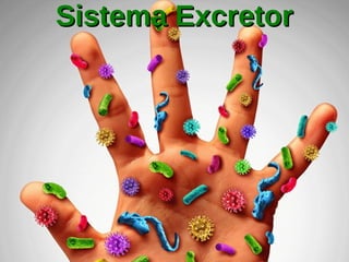 Sistema ExcretorSistema Excretor
 