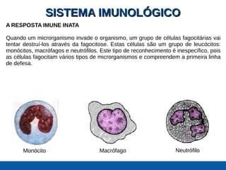 SISTEMA IMUNOLÓGICOSISTEMA IMUNOLÓGICO
A RESPOSTA IMUNE INATA
Quando um microrganismo invade o organismo, um grupo de células fagocitárias vai
tentar destruí-los através da fagocitose. Estas células são um grupo de leucócitos:
monócitos, macrófagos e neutrófilos. Este tipo de reconhecimento é inespecífico, pois
as células fagocitam vários tipos de microrganismos e compreendem a primeira linha
de defesa.
Monócito Macrófago Neutrófilo
 