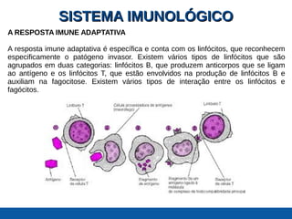 SISTEMA IMUNOLÓGICOSISTEMA IMUNOLÓGICO
A RESPOSTA IMUNE ADAPTATIVA
A resposta imune adaptativa é específica e conta com os linfócitos, que reconhecem
especificamente o patógeno invasor. Existem vários tipos de linfócitos que são
agrupados em duas categorias: linfócitos B, que produzem anticorpos que se ligam
ao antígeno e os linfócitos T, que estão envolvidos na produção de linfócitos B e
auxiliam na fagocitose. Existem vários tipos de interação entre os linfócitos e
fagócitos.
 