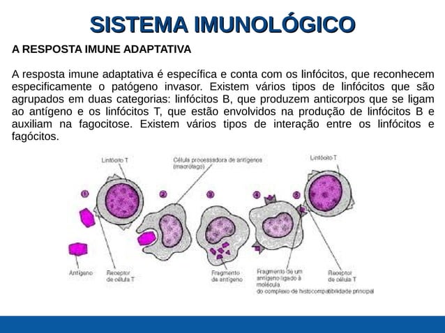 Sistema imunológico
