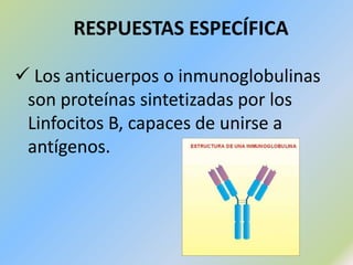 DEFENSA APRENDIDA O ESPECÍFICARESPUESTA INNATA O INESPECÍFICA