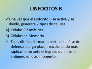 Revestimiento interno de las membranas mucosas.