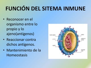 FUNCIÓN DEL SITEMA INMUNEReconocer en el organismo entre lo propio y lo ajeno(antígenos)Reaccionar contra dichos antígenos.Mantenimiento de la Homeostasis