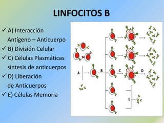 Segunda Línea de Defensa