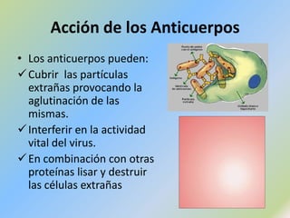 Leucocitos (Macrófagos) y Células del área infectada.RESPUESTA INFLAMATORIAEDEMA