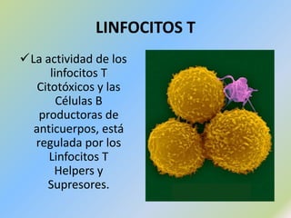 CALORRESPUESTA APRENDIDA O ESPECÍFICA