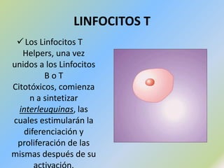 RESPUESTA ESPECÍFICAConsta de 2 fases:1- Defensa Inicial2- Defensa a Largo Plazo