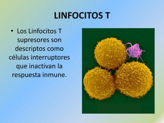 RESPUESTAS ESPECÍFICA Los anticuerpos o inmunoglobulinas son proteínas sintetizadas por los Linfocitos B, capaces de unirse a antígenos.LINFOCITOS BCirculan por todo el sistema por los vasos sanguíneos.