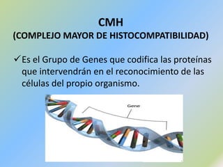 Se encuentran en los ganglios linfáticos, y otros tejidos linfoides.
