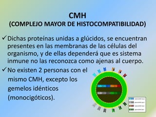 No se dividen y son metabólicamente poco activas.