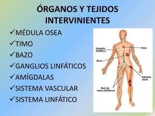 ÓRGANOS Y TEJIDOS INTERVINIENTESMÉDULA OSEA