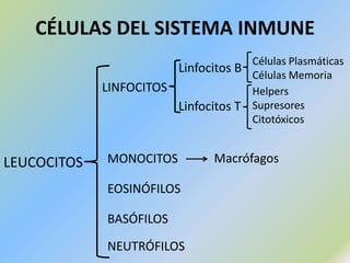 SISTEMA LINFÁTICOLA MÉDULAÓSEA