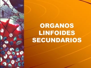 ORGANOS LINFOIDES SECUNDARIOS 