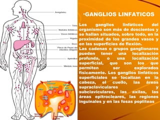GANGLIOS LINFATICOS Los ganglios linfáticos del organismo son más de doscientos y se hallan situados, sobre todo, en la proximidad de los grandes vasos y en las superficies de flexión. Las cadenas o grupos ganglionares pueden tener una localización profunda, o una localización superficial, que son los que permiten ser explorados físicamente. Los ganglios linfáticos superficiales se localizan en la cabeza, el cuello, las áreas supraclaviculares y subclaviculares, las axilas, las áreas epitrocleares, las regiones inguinales y en las fosas poplíteas 