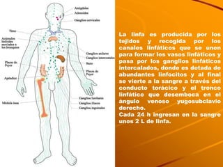 La linfa es producida por los tejidos y recogida por los canales linfáticos que se unen para formar los vasos linfáticos y pasa por los ganglios linfáticos intercalados, donde es dotada de abundantes linfocitos y al final se vierte a la sangre a través del conducto torácico y el tronco linfático que desemboca en el ángulo venoso yugosubclavio derecho.  Cada 24 h ingresan en la sangre unos 2 L de linfa. 
