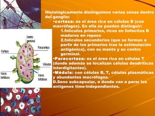 Histológicamente distinguimos varias zonas dentro del ganglio: corteza : es el área rica en células B (con macrófagos). En ella se pueden distinguir:  folículos primarios, ricos en linfocitos B maduros en reposo  folículos secundarios (que se forman a partir de los primarios tras la estimulación antigénica), con su manto y su centro germinal.  Paracorteza : es el área rica en células T (donde además se localizan células dendríticas interdigitantes).  Médula : con células B, T, células plasmáticas y abundantes macrófagos.  Seno subcapsular, a donde van a parar los antígenos timo-independientes.  