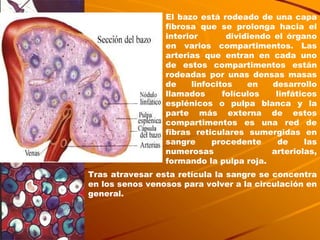 El bazo está rodeado de una capa fibrosa que se prolonga hacia el interior  dividiendo el órgano en varios compartimentos. Las arterias que entran en cada uno de estos compartimentos están rodeadas por unas densas masas de linfocitos en desarrollo llamados folículos linfáticos esplénicos o pulpa blanca y la parte más externa de estos compartimentos es una red de fibras reticulares sumergidas en sangre procedente de las numerosas  arteriolas, formando la pulpa roja. Tras atravesar esta retícula la sangre se concentra en los senos venosos para volver a la circulación en general. 