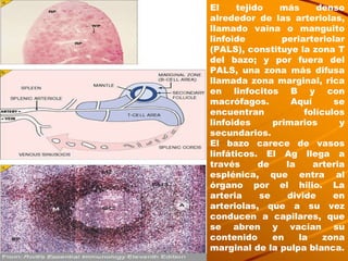 El tejido más denso alrededor de las arteriolas, llamado vaina o manguito linfoide periarteriolar (PALS), constituye la zona T del bazo; y por fuera del PALS, una zona más difusa llamada zona marginal, rica en linfocitos B y con macrófagos. Aquí se encuentran folículos linfoides primarios y secundarios. El bazo carece de vasos linfáticos. El Ag llega a través de la arteria esplénica, que entra al órgano por el hilio. La arteria se divide en arteriolas, que a su vez conducen a capilares, que se abren y vacían su contenido en la zona marginal de la pulpa blanca. 