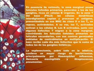 En ausencia de estímulo, la zona marginal posee folículos linfoides primarios, parecidos a los de los ganglios, ricos en células B vírgenes. En la zona T del bazo (PALS) las células dendríticas interdigitantes captan y procesan el antígeno, presentándolo en sus MHC de clase II a los T H  en reposo, activándolos. A su vez, los T H  activados activan a las células B. Las B activadas, junto con algunos linfocitos T migran a la zona marginal, convirtiendo los folículos linfoides primarios en folículos secundarios, con sus centros germinales poblados de centroblastos en multiplicación. El bazo recibe cada día más linfocitos que la suma de todos los de los ganglios linfáticos. La esplenectomía, sobre todo en la infancia, conlleva un mayor riesgo de bacteriemias, principalmente por  Haemophilus influenzae, Neisseria meningitidis  y  Streptococcus pneumoniae .  