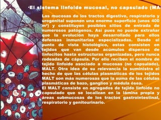 El sistema linfoide mucosal, no capsulado (MALT) Las mucosas de los tractos digestivo, respiratorio y urogenital suponen una enorme superficie (unos 400 m 2 ) y constituyen posibles sitios de entrada de numerosos patógenos. Así pues no puede extrañar que la evolución haya desarrollado para ellos defensas inmunitarias especializadas. Desde el punto de vista histológico, estas consisten en tejidos que van desde acúmulos dispersos de linfocitos hasta estructuras organizadas, pero nunca rodeadas de cápsula. Por ello reciben el nombre de tejido linfoide asociado a mucosas (no capsulado), MALT. Otra idea de su relevancia la suministra el hecho de que las células plasmáticas de los tejidos MALT son más numerosas que la suma de las células plasmáticas de bazo, ganglios y médula ósea. El MALT consiste en agregados de tejido linfoide no capsulado que se localizan en la lámina propia y áreas submucosas de los tractos gastrointestinal, respiratorio y genitourinario. 