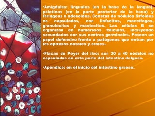 Amígdalas: linguales (en la base de la lengua), palatinas (en la parte posterior de la boca) y faríngeas o adenoides. Constan de nódulos linfoides no capsulados, con linfocitos, macrófagos, granulocitos y mastocitos. Las células B se organizan en numerosos folículos, incluyendo secundarios con sus centros germinales. Poseen un papel defensivo frente a patógenos que entran por los epitelios nasales y orales. Placas de Peyer del íleo: son 30 a 40 nódulos no capsulados en esta parte del intestino delgado.  Apéndice: en el inicio del intestino grueso. 