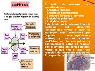El anillo de Waldeyer esta constituido por:  –  Amígdala faríngea –  Amígdalas peritubáricas –  Cordones faríngeos laterales –  Amígdalas palatinas –  Amígdala lingual Este tejido en la primera infancia participa del desarrollo inmunológico normal; el anillo de Waldeyer está constituido por órganos inmunológicamente activos, y por su situación periférica, son los que primero y continuamente están en relación con el entorno antigénico natural, frente al que van a tener una reacción de respuesta elaborando Ac específicos.  