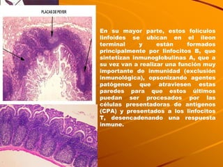 En su mayor parte, estos folículos linfoides se ubican en el íleon terminal y están formados principalmente por linfocitos B, que sintetizan inmunoglobulinas A, que a su vez van a realizar una función muy importante de inmunidad (exclusión inmunológica), opsonizando agentes patógenos que atraviesen estas paredes para que estos últimos puedan ser procesados por las células presentadoras de antígenos (CPA) y presentados a los linfocitos T, desencadenando una respuesta inmune. 