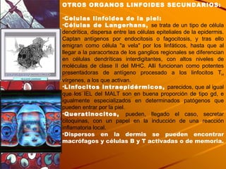 OTROS ORGANOS LINFOIDES SECUNDARIOS: Celulas linfoides de la piel: Células de Langerhans,  se trata de un tipo de célula dendrítica, dispersa entre las células epiteliales de la epidermis. Captan antígenos por endocitosis o fagocitosis, y tras ello emigran como célula "a vela" por los linfáticos, hasta que al llegar a la paracorteza de los ganglios regionales se diferencian en células dendríticas interdigitantes, con altos niveles de moléculas de clase II del MHC. Allí funcionan como potentes presentadoras de antígeno procesado a los linfocitos T H  vírgenes, a los que activan.  Linfocitos intraepidérmicos,  parecidos, que al igual que los IEL del MALT son en buena proporción de tipo gd, e igualmente especializados en determinados patógenos que pueden entrar por la piel.  Queratinocitos,  pueden, llegado el caso, secretar citoquinas, con un papel en la inducción de una reacción inflamatoria local.  Dispersos en la dermis se pueden encontrar macrófagos y células B y T activadas o de memoria. 