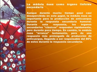 La médula ósea como órgano linfoide secundario Aunque durante mucho tiempo pasó casi desapercibida en este papel, la médula ósea es importante para la producción de anticuerpos durante la respuesta secundaria humoral. Durante esta respuesta, los órganos secundarios "clásicos" responden rápidamente, pero durante poco tiempo. En cambio, la médula ósea "arranca" lentamente, pero da una respuesta más prolongada de producción de anticuerpos, llegando a ser responsable del 80% de estos durante la respuesta secundaria. 