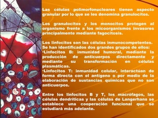 Las células polimorfonucleares tienen aspecto granular por lo que se les denomina granulocitos. Los granulocitos y los monocitos protegen al organismo frente a los micoorganismos invasores principalmente mediante fagocitosis. Los linfocitos son las células inmunocompetentes.  Se han identificados dos grandes grupos de ellos: Linfocitos B: inmunidad humoral, mediante la producción de anticuerpos directamente y mediante su transformación en células plasmáticas. Linfocitos T: inmunidad celular, interactúan de forma directa con el antígeno o por medio de la elaboración de sustancias químicas que no son anticuerpos. Entre los linfocitos B y T, los macrófagos, las células dendríticas y las células de Langerhans se establece una cooperación funcional que se estudiará más adelante. 