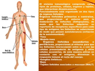 El sistema inmunológico comprende varios tipos de proteínas, células, órganos y tejidos, que interactúan dinámicamente.  Funcionalmente está organizado en dos tipos de órganos linfoides: Órganos linfoides primarios o centrales , que proporcionan el entorno para la maduración de linfocitos (linfopoyesis), de modo que los linfocitos adquieren su repertorio de receptores específicos para cada tipo de antígeno; los linfocitos se seleccionan de modo que poseen autotolerancia (evitación de la autoinmunidad): Timo Médula ósea Órganos linfoides secundarios o periféricos , proporcionan el entorno para que los linfocitos interaccionen entre sí, o con las células presentadoras de antígenos y otras células accesorias, de esta manera entran en contacto con el antígeno; diseminan la respuesta inmune al resto del cuerpo.  Ganglios linfáticos Bazo Tejidos linfoides asociados a mucosas (MALT) 