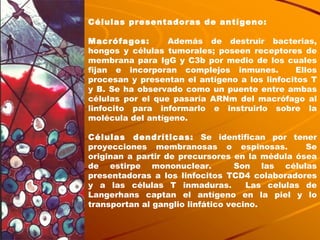 Células presentadoras de antígeno: Macrófagos:  Además de destruir bacterias, hongos y células tumorales; poseen receptores de membrana para IgG y C3b por medio de los cuales fijan e incorporan complejos inmunes.  Ellos procesan y presentan el antígeno a los linfocitos T y B. Se ha observado como un puente entre ambas células por el que pasaría ARNm del macrófago al linfocito para informarlo e instruirlo sobre la molécula del antígeno. Células dendríticas:  Se identifican por tener proyecciones membranosas o espinosas.  Se originan a partir de precursores en la médula ósea de estirpe mononuclear.  Son las células presentadoras a los linfocitos TCD4 colaboradores y a las células T inmaduras.  Las celulas de Langerhans captan el antígeno en la piel y lo transportan al ganglio linfático vecino. 