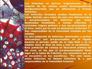 Los linfocitos se derivan originalmente en el embrión de las células madre hematopoyéticas pluripontenciales que se diferencian y forman linfocitos.  Los linfocitos formados acaban finalmente en el tejido linfoide, pero antes de esto, son diferenciados o pre-procesados; los linfocitos que están destinados finalmente a formar linfocitos T activados migran primero y son pre-procesados en el timo, razón por la cual se denominan linfocitos T.  Son responsables de la inmunidad mediada por las células.  La otra población de linfocitos (destinados a formar anticuerpos) son pre-procesados en el hígado durante el período medio de la vida fetal y en la médula ósea al final de ésta y tras el nacimiento.  Esta población de células se descubrió primero en las aves, en las que el pre-procesamiento tiene lugar en la bolsa de Fabricio, una estructura que no se encuentra en los mamíferos.  Por esta razón, estos linfocitos se llaman linfocitos B, y son responsables de la inmunidad humoral. 
