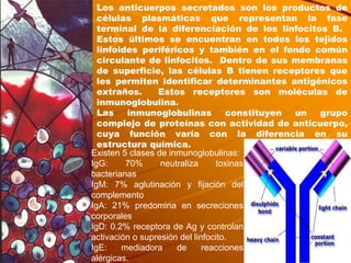 Los anticuerpos secretados son los productos de células plasmáticas que representan la fase terminal de la diferenciación de los linfocitos B.  Estos últimos se encuentran en todos los tejidos linfoides periféricos y también en el fondo común circulante de linfocitos.  Dentro de sus membranas de superficie, las células B tienen receptores que les permiten identificar determinantes antigénicos extraños.  Estos receptores son moléculas de inmunoglobulina.  Las inmunoglobulinas constituyen un grupo complejo de proteínas con actividad de anticuerpo, cuya función varía con la diferencia en su estructura química. Existen 5 clases de inmunoglobulinas: IgG: 70% neutraliza toxinas bacterianas IgM: 7% aglutinación y fijación del complemento IgA: 21% predomina en secreciones corporales IgD: 0.2% receptora de Ag y controlan activación o supresión del linfocito. IgE: mediadora de reacciones alérgicas. 