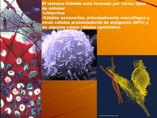 El sistema linfoide está formado por varios tipos de células:  Linfocitos Células accesorias, principalmente macrófagos y otras células presentadoras de antígenos (APC) y en algunos casos células epiteliales.      