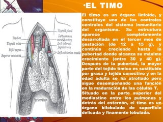 El  timo  es un órgano linfoide, y constituye uno de los controles centrales del sistema inmunitario del organismo. Su estructura aparece completamente desarrollada en el tercer mes de gestación (de 12 a 15 g), y continúa creciendo hasta la pubertad donde alcanza su máximo crecimiento (entre 30 y 40 g). Después de la pubertad, la mayor parte del tejido tímico es sustituido por grasa y tejido conectivo y en la edad adulta se ha atrofiado   pero sigue desempeñando una función en la maduración de las células T. Situado en la parte superior del mediastino entre los pulmones y detrás del esternón, el timo es un órgano bilobulado de superficie delicada y finamente lobulada.  EL TIMO 
