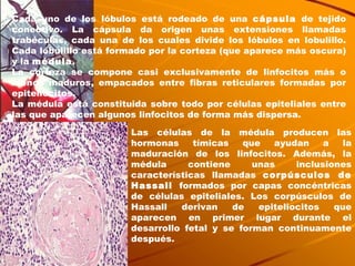 Las células de la médula producen las hormonas tímicas que ayudan a la maduración de los linfocitos. Además, la médula contiene unas inclusiones características llamadas  corpúsculos de Hassall  formados por capas concéntricas de células epiteliales. Los corpúsculos de Hassall derivan de epiteliocitos que aparecen en primer lugar durante el desarrollo fetal y se forman continuamente después.  Cada uno de los lóbulos está rodeado de una  cápsula  de tejido conectivo. La cápsula da origen unas extensiones llamadas trabéculas, cada una de los cuales divide los lóbulos en lobulillo. Cada lóbulillo está formado por la corteza (que aparece más oscura) y la  médula .  La corteza se compone casi exclusivamente de linfocitos más o menos maduros, empacados entre fibras reticulares formadas por epiteliocitos.  La médula está constituida sobre todo por células epiteliales entre las que aparecen algunos linfocitos de forma más dispersa. 