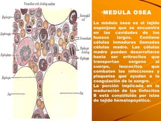 MEDULA OSEA La médula ósea es el tejido esponjoso que se encuentra en las cavidades de los huesos largos. Contiene células inmaduras llamadas células madre. Las células madre pueden desarrollarse hasta ser eritrocitos que transportan oxígeno al cuerpo, leucocitos que combaten las infecciones y plaquetas que ayudan a la coagulación de la sangre.  La porción implicada en la maduración de los linfocitos B está constituida por islas de tejido hematopoyético.   
