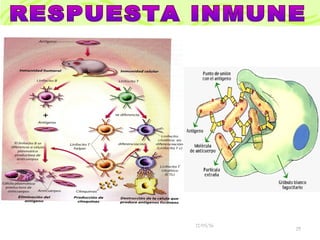 Sistema inmune | PPT