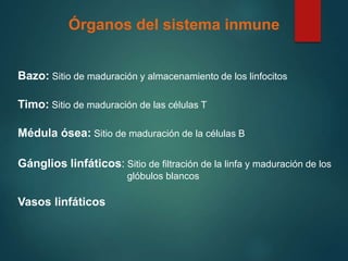Órganos del sistema inmune
Bazo: Sitio de maduración y almacenamiento de los linfocitos
Timo: Sitio de maduración de las células T
Médula ósea: Sitio de maduración de la células B
Gánglios linfáticos: Sitio de filtración de la linfa y maduración de los
glóbulos blancos
Vasos linfáticos
 