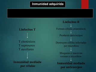 Linfocitos T
T citotóxicos
T supresores
T auxiliares
Inmunidad mediada
por células
Destruyen células infectadas
por microbios
Linfocitos B
Forman células plasmáticas
Producen anticuerpos
Bloquean o inactivan
toxinas o microbios
Inmunidad mediada
por anticuerpos
Inmunidad adquirida
Son mecanismos de defensa específicos a cargo de
linfocitos T y B, se encargan de la inmunidad celular y humoral
 