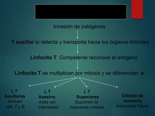 Inmunidad mediada por células
Invasión de patógenos
T auxiliar lo detecta y transporta hacia los órganos linfoides
Linfocito T Competente reconoce el antígeno
Linfocito T se multiplican por mitosis y se diferencian a:
L T
Auxiliares
Activan
cel. T y B
L T
Asesino
mata cel.
Infectadas
Células de
memoria
Inmunidad futura
L T
Superiores
Suprimen la
respuesta inmune
 
